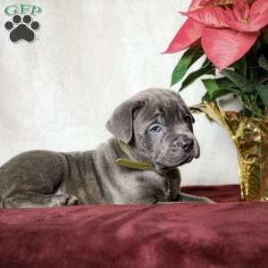 Eeyore, Cane Corso Puppy